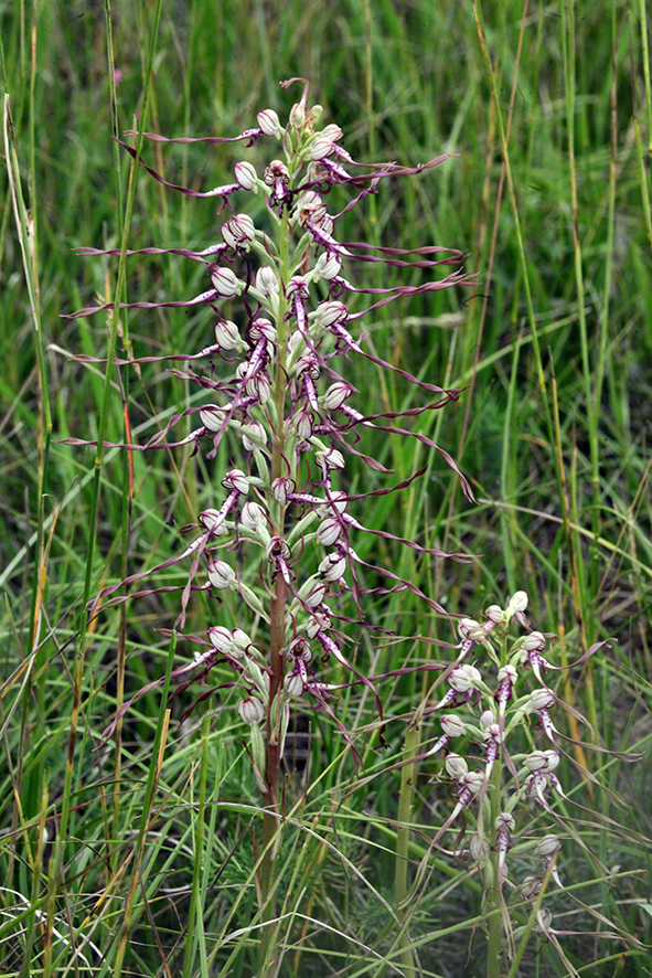 Himantoglossum adriaticum – Adria-Riemenzunge